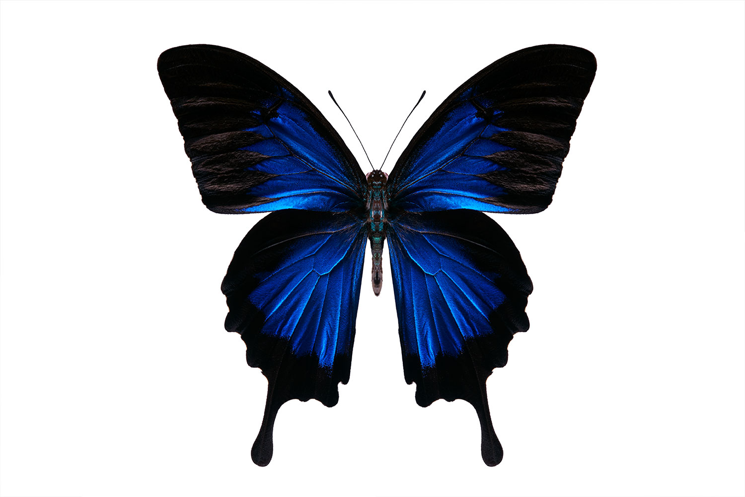 blauer Schmetterling Freisteller by Eveliene Klink