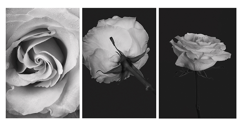 weiße Rose Freisteller by Eveliene Klink